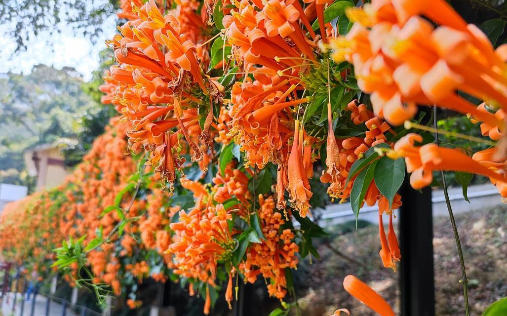 吉祥花卉有哪些代表？它们在文化中扮演什么角色？