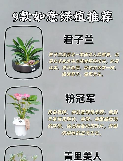 假花选择指南：哪些寓意吉祥？