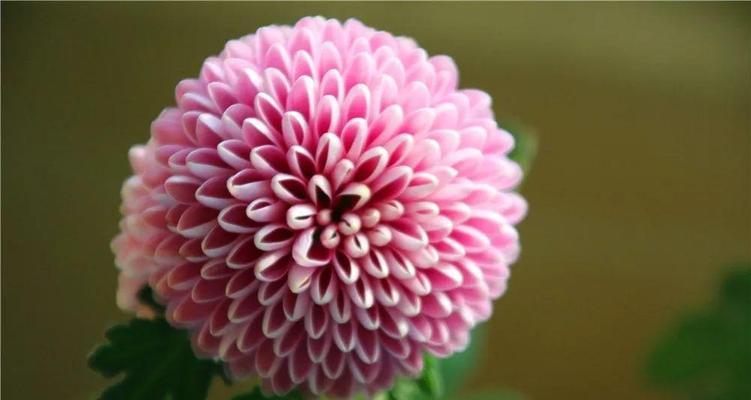 粉色乒乓菊的花语代表的含义是什么？