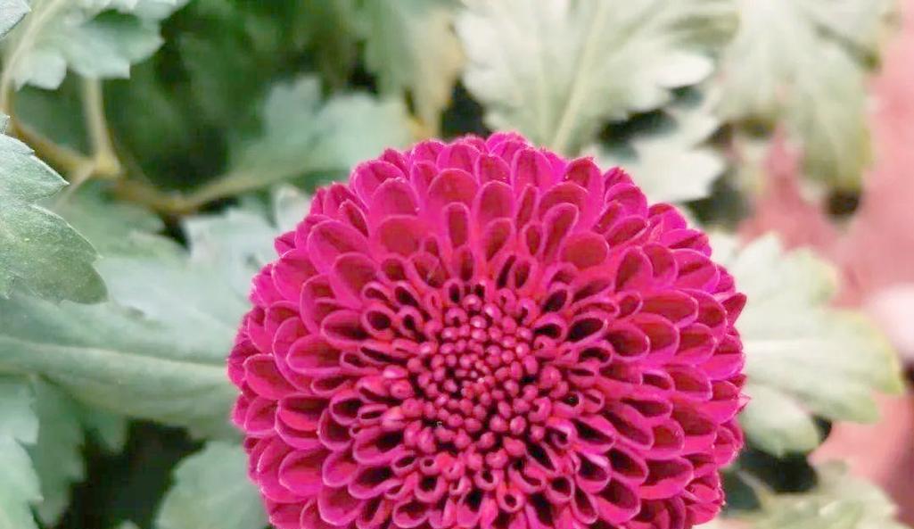 粉色乒乓菊的花语代表的含义是什么？