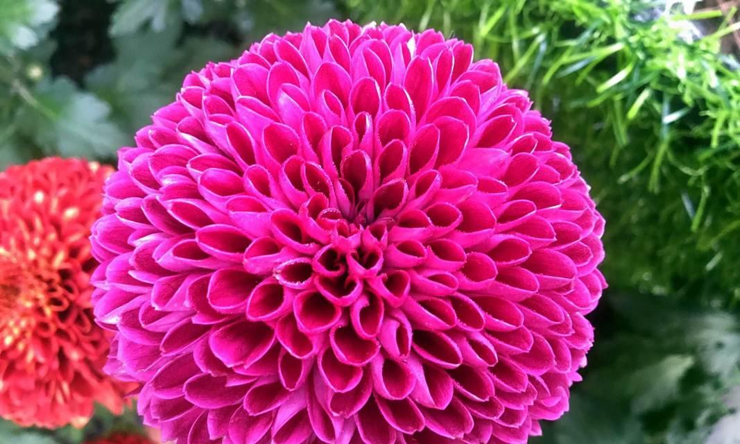 粉色乒乓菊的花语代表的含义是什么？