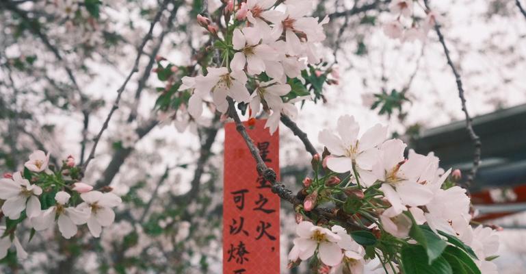 成都的代表花及其含义是什么？