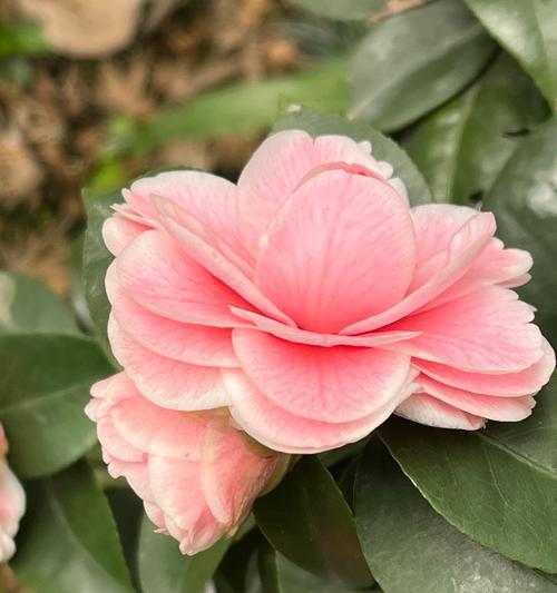 粉色花有哪些特别寓意？它们代表了哪些情感？