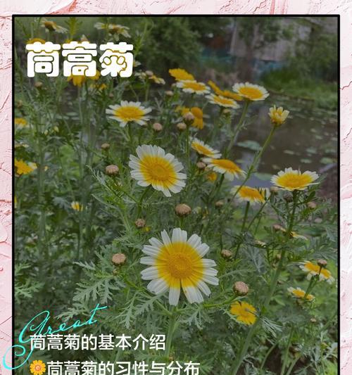 木春菊的花语与传说（揭秘木春菊的花语与传说，带你走进神秘的花海）