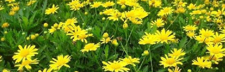 木春菊的花语与传说（揭秘木春菊的花语与传说，带你走进神秘的花海）