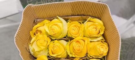 道歉挽回的花语之玫瑰（通过玫瑰传递诚挚的歉意与真心）