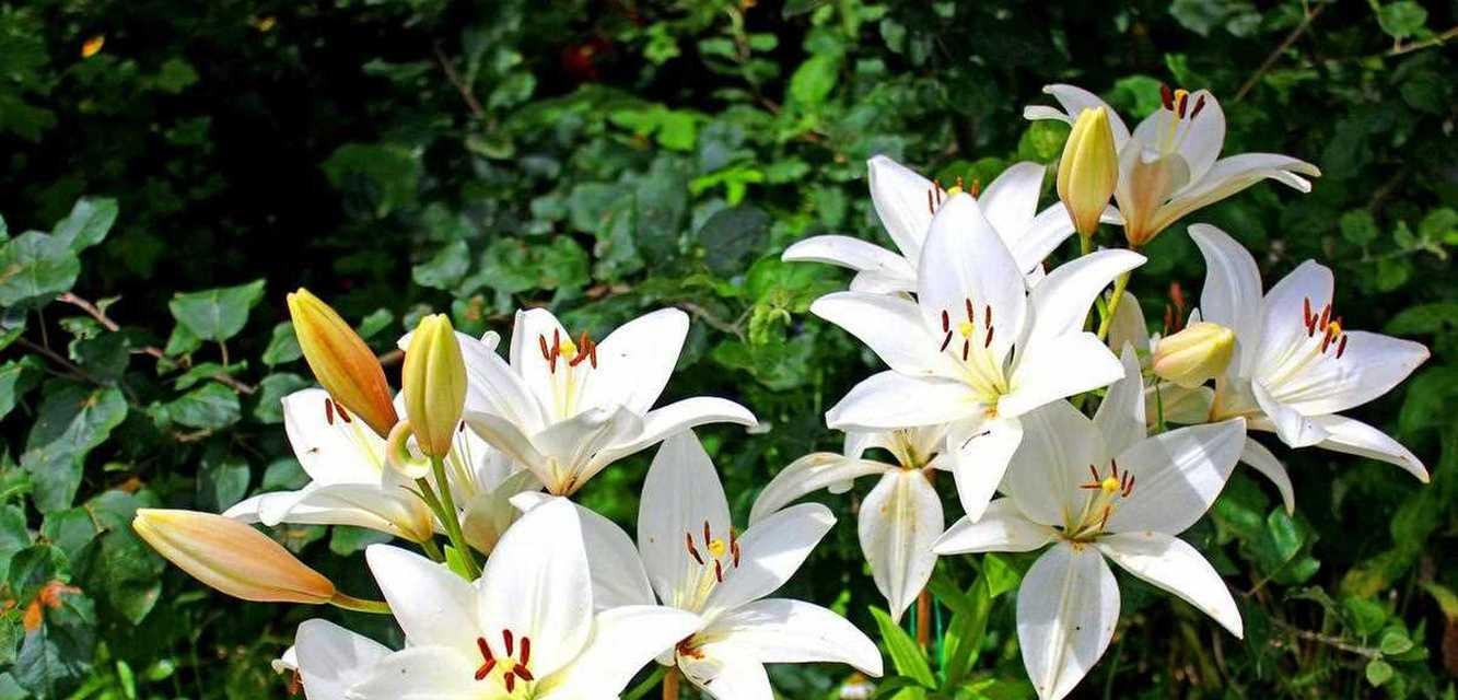 百合花花语传说（传承千年的花之秘语）
