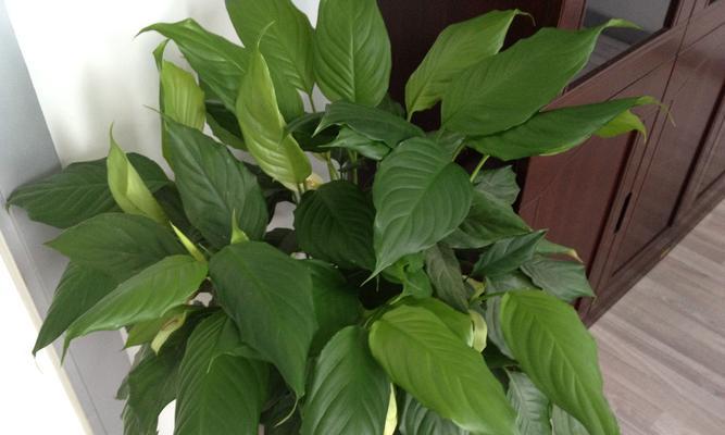 万年青——花中的不朽生命（探寻万年青的神秘魅力与生命力）