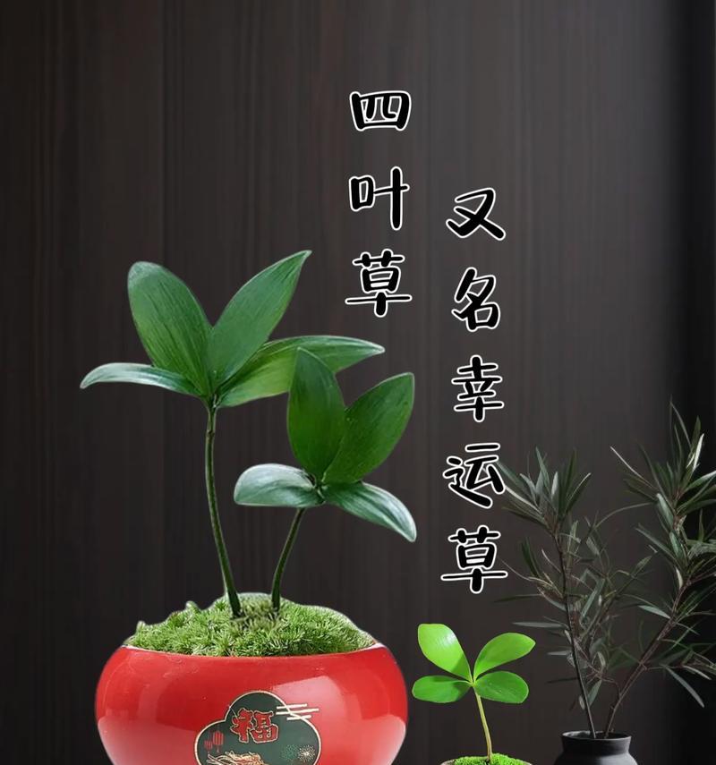四叶草的花语及其象征意义（探寻四叶草的神奇魅力与幸运象征）