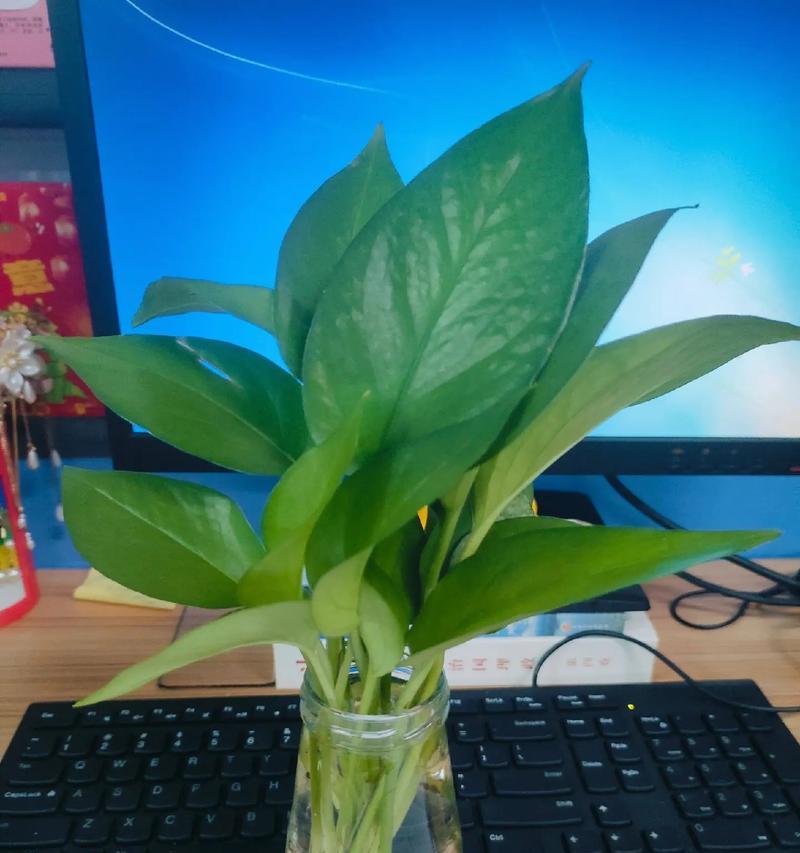 绿萝花语（绿萝，带来幸福的绿色守护者）