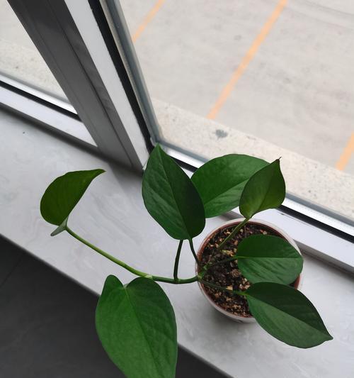绿萝花语（绿萝，带来幸福的绿色守护者）
