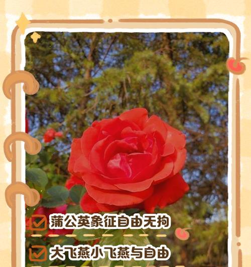 无私奉献的花语——白玫瑰的含义与象征（以纯洁之花，传递无私之爱）