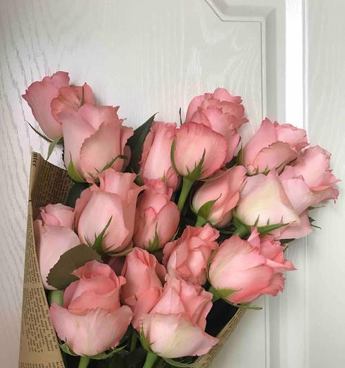 花语缤纷，以各种颜色玫瑰为主题（玫瑰花语与不同颜色的意义）