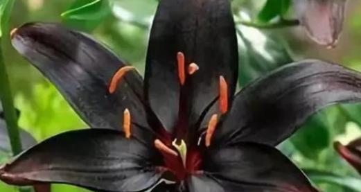 黑色的花真的没有意义吗？它的寓意是什么？