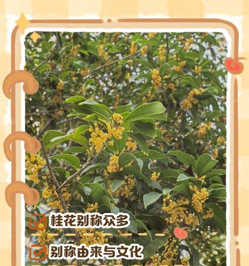 爱情寓意的花有哪些别名？这些别名背后的故事是什么？