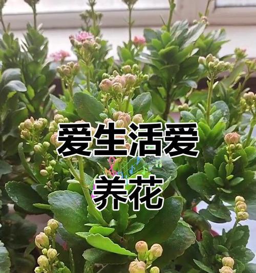 爱情寓意的花有哪些别名？这些别名背后的故事是什么？