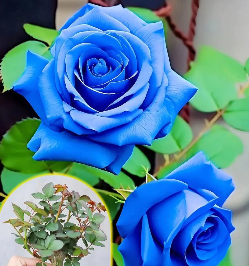 蓝色玫瑰花象征着什么？它的意义是什么？