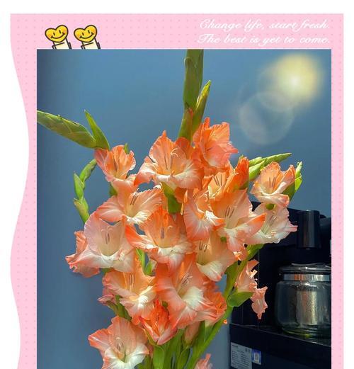 哪种花寓意福禄康宁？福禄康宁的花语是什么？