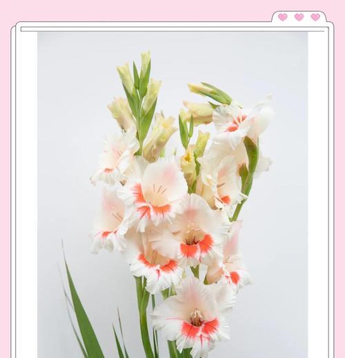 哪种花寓意福禄康宁？福禄康宁的花语是什么？