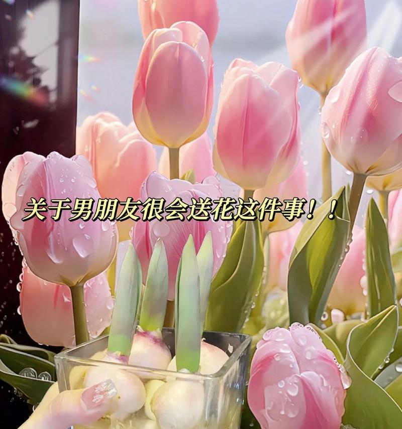 粉色仙子花代表什么？粉色仙子的花语是什么？