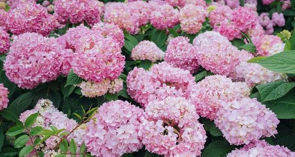 粉色仙子花代表什么？粉色仙子的花语是什么？