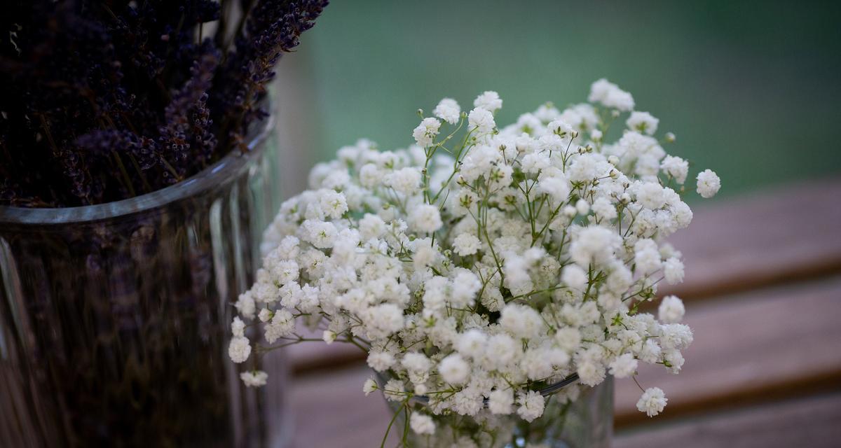 竹节兰陵花的寓意是什么？它象征着什么？