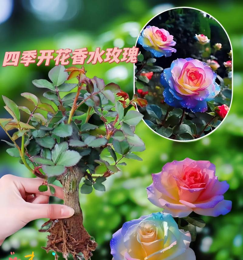 最后一朵彩色玫瑰代表什么？彩色玫瑰花的寓意是什么？