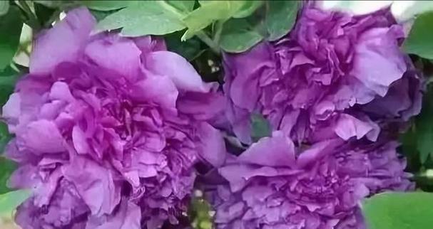 紫色苕子花的花语是什么？它有什么特别寓意？