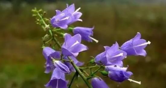 紫色苕子花的花语是什么？它有什么特别寓意？