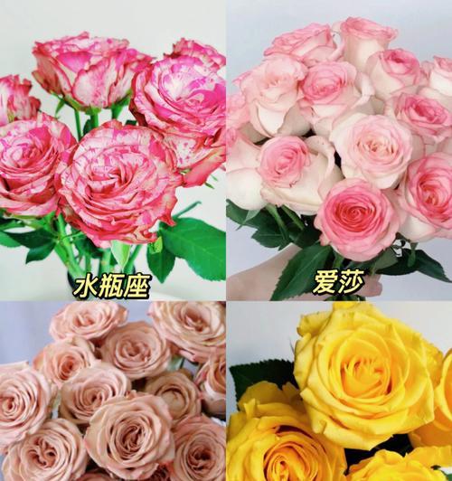 微信玫瑰花颜色代表什么？各色玫瑰花的意义是什么？
