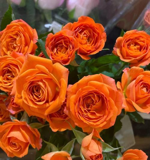 微信玫瑰花颜色代表什么？各色玫瑰花的意义是什么？