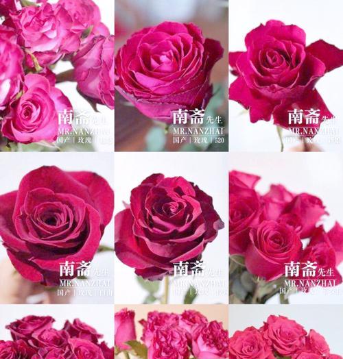 微信玫瑰花颜色代表什么？各色玫瑰花的意义是什么？