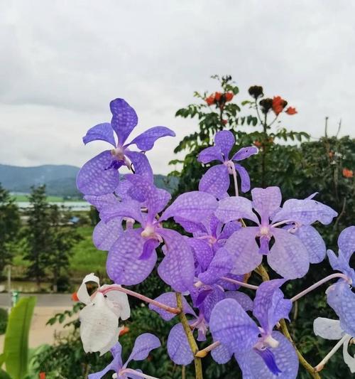浪漫花语礼炮的寓意是什么？