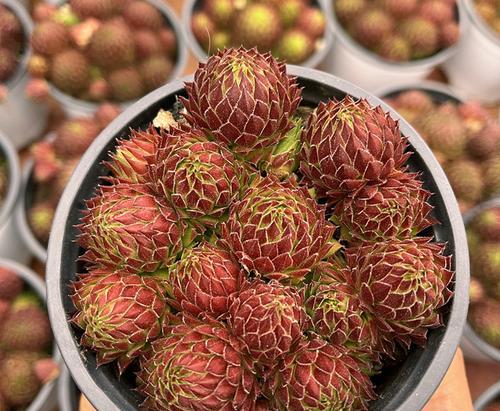 复活节通常用什么花材来装饰？这些花材有何特殊含义？