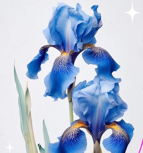 哪种花象征自由的爱情？自由爱情的花语是什么？