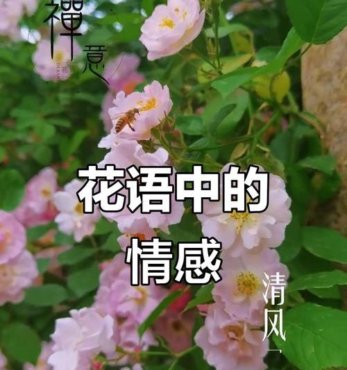 哪种花象征从友情到爱情？它的花语含义是什么？