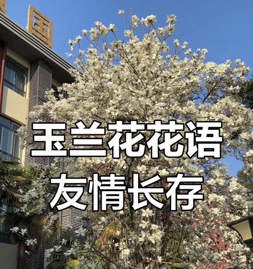哪种花象征从友情到爱情？它的花语含义是什么？