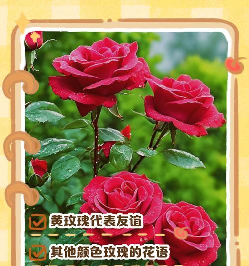 哪种花象征从友情到爱情？它的花语含义是什么？