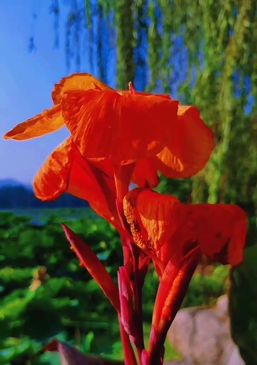 象征夏季的红色的花是什么？