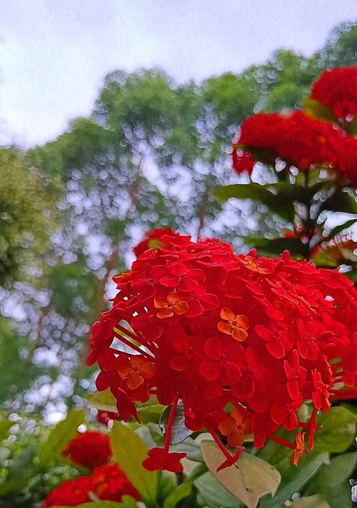象征夏季的红色的花是什么？