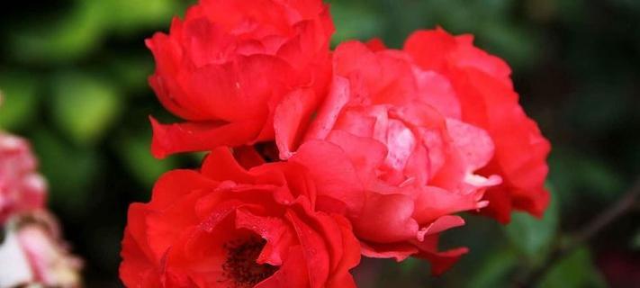 象征夏季的红色的花是什么？