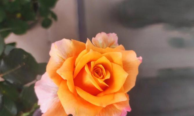 橙色花象征自由和热烈吗？还有哪些花有这种象征？