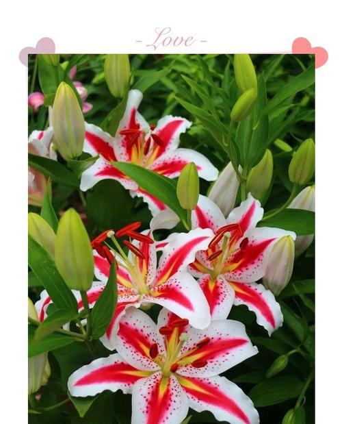 百合花的浪漫寓意是什么？它们象征着什么？