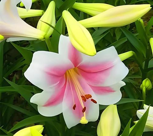 百合花的浪漫寓意是什么？它们象征着什么？