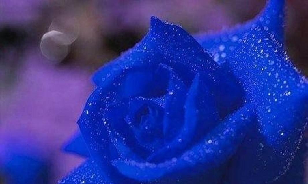花语蓝色海洋是什么意思？蓝色花卉代表什么？