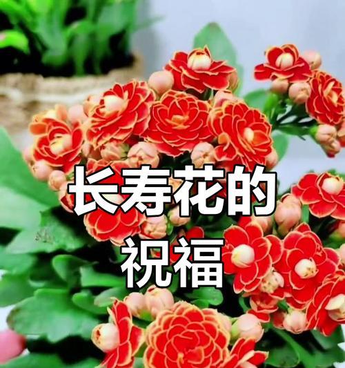 送长辈花的寓意是什么？如何选择适合长辈的花？