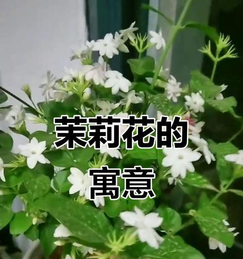 哪种花象征忠诚的爱情？钟真不谕的爱情花是什么？
