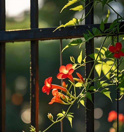哪种花象征忠诚的爱情？钟真不谕的爱情花是什么？