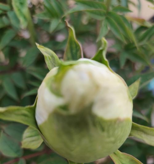 古代哪种花象征富贵？