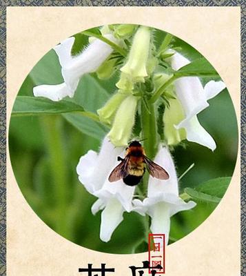 节节高花代表什么？它的寓意有哪些？